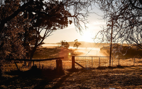 The image shows a serene rural landscape at sunrise, with golden light and mist over the pasture. A rustic gate and fence frame the scene, while bare tree branches and distant hills add depth.